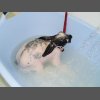 Кролик -чистюля